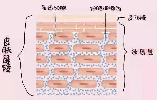 什么皮肤屏障受损的你别再乱护肤了！