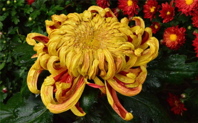 11月6日到年底财运大开 惊喜不断 运气爆棚的星座 工作