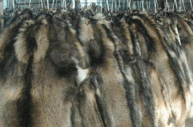 奢侈品 又一行业面临“停摆”！曾经价格上万也不缺顾客，现降价都没人问