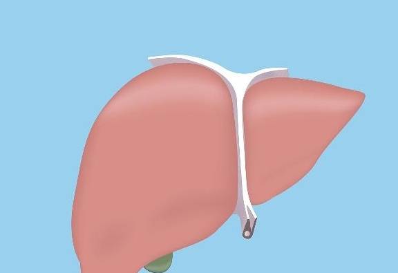 代谢|肝脏变硬时，4个表现可能较明显，若你一个没占，肝脏还算健康