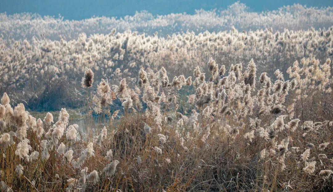 济南|你在等济南的“初雪”吗？它们在这些地方等你…