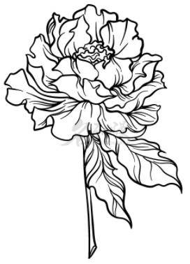 植物牡丹花怎么绘画?_花瓣