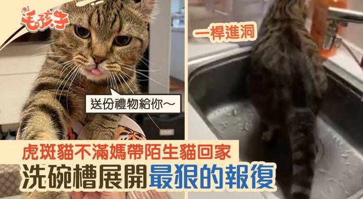 猫咪也会嫉妒 带新猫回家 搞事情给你看 陈琦琦