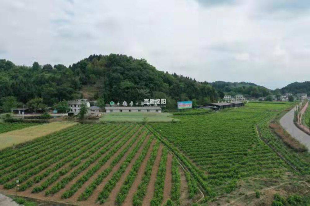 企业|涪城:持续开展“早餐汇”一年 “吃”出了啥?