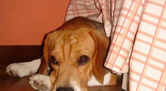 气味|狗狗不让你摸爪子，蕴含着这些深意！