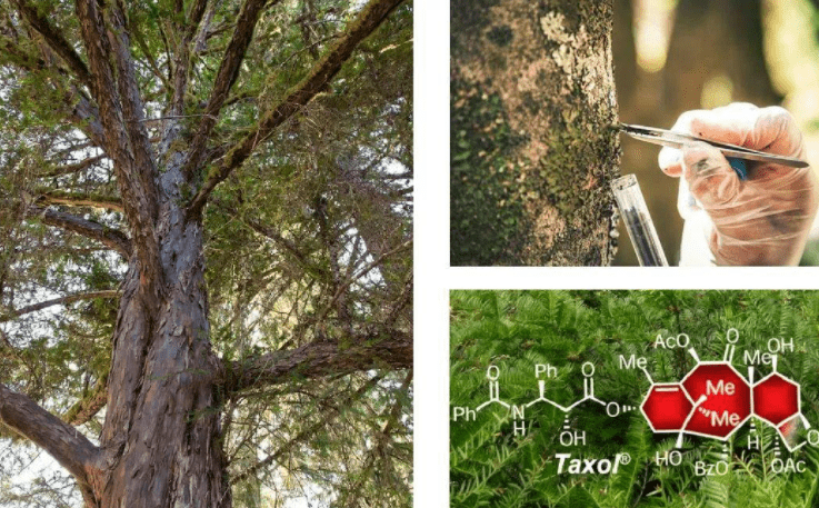 抗癌明星药"紫杉醇",你了解多少?_化疗