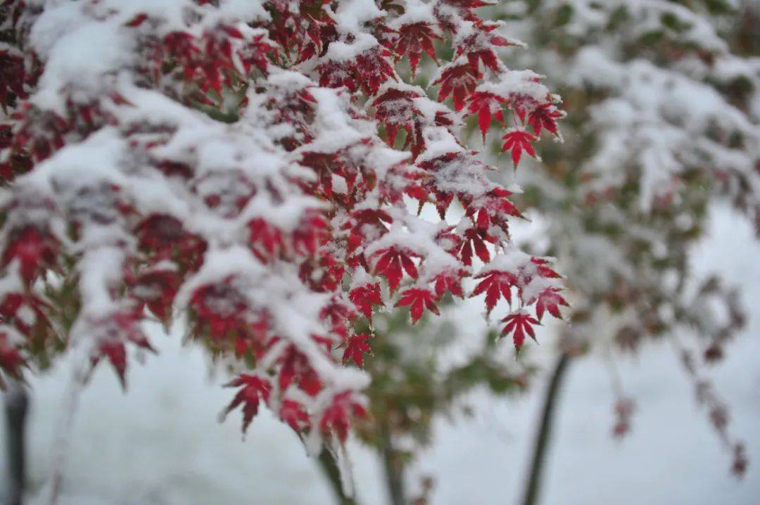 雪花|如约而至！近十年最早初雪光临济南，快收好这份雪景大赏，足不出户看雪映泉城