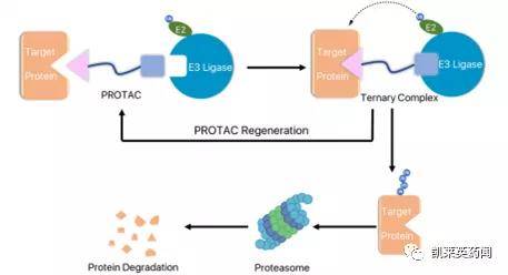 聚焦药靶：小分子药的春天，PROTAC的最新研究进展_蛋白