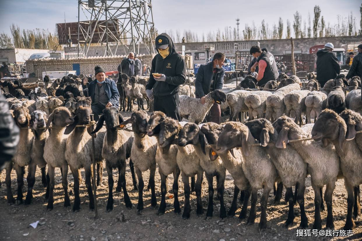 新疆最大的牛羊交易市场，这里最大的一头牛3万元你们觉得贵吗