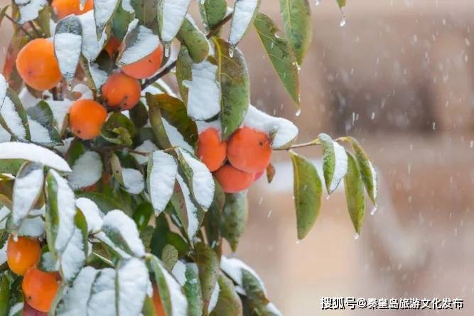 控制|秦皇岛初雪！惊艳四方的美景都在这儿了~