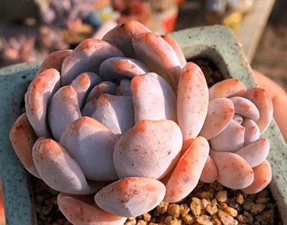 秋天養多肉有多爽 綠葉子15天變紅葉子 溫差大 很容易出狀態 葉子才 全網搜