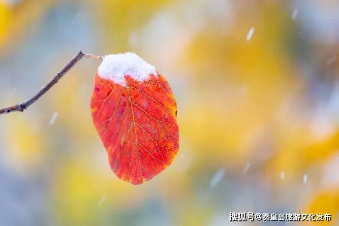 控制|秦皇岛初雪！惊艳四方的美景都在这儿了~