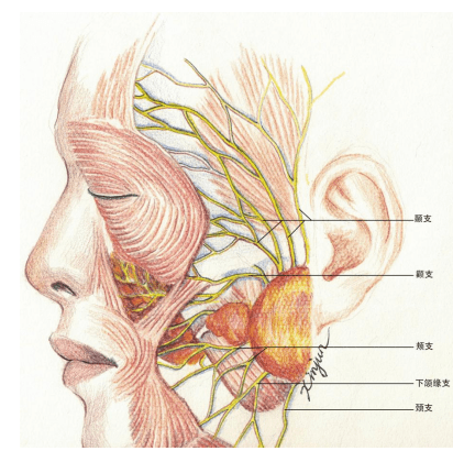 颊神经图片