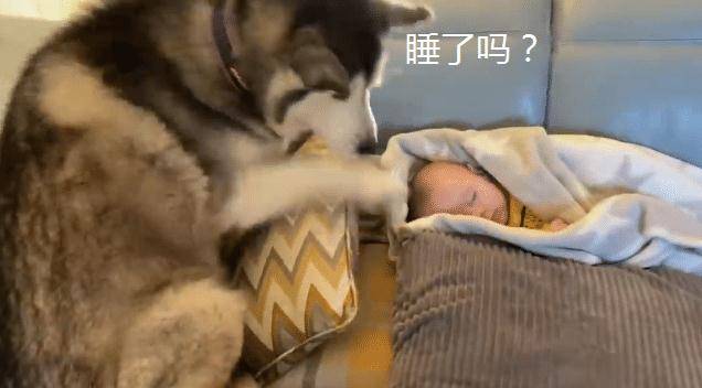 因为女主告诉二哈宝宝怕冷，狗子想了个“好主意”，被它暖哭了