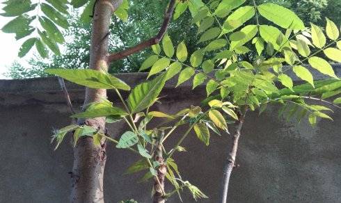 原创民间将其称为"树王"寓意着长寿,但因味道发臭,如今数量变少