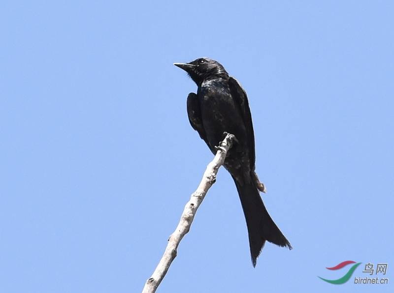 人情世事不堪论,老眼眵迷难辨真.错把乌秋当燕子,连翘每误作迎春.
