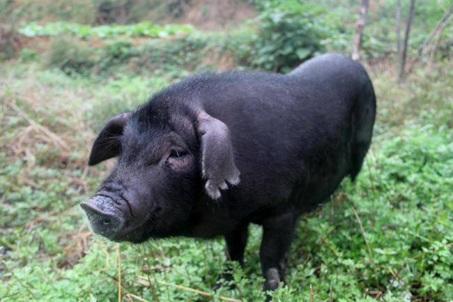 原创浦北黑猪与德宝黑猪的区别