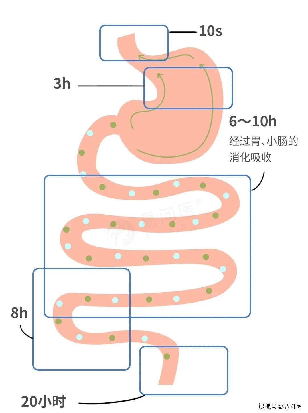 消化吸收示意图图片