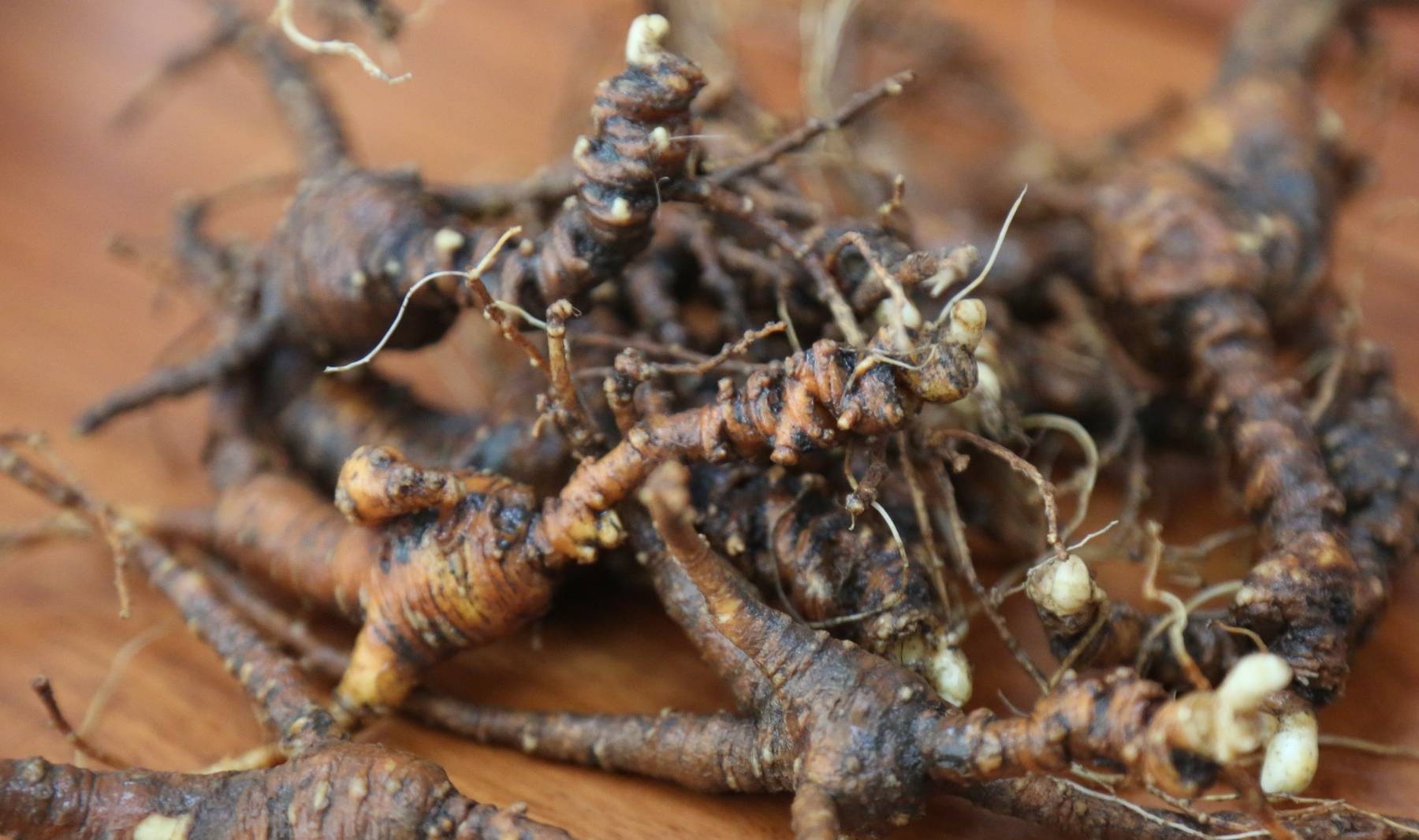 野山参 林下参 锈残参 锈参 锈参要去皮吗 功效有折扣影响吗 人参