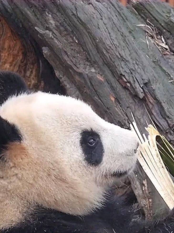 熊猫无聊到拿竹子玩，看它掰断竹子后，一副呆萌的样子真是萌翻了
