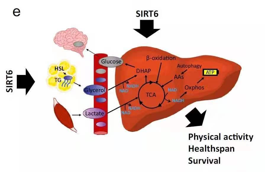 技术|用衰老杀死癌细胞？美科学家人为设计分子，使寿命延长50%