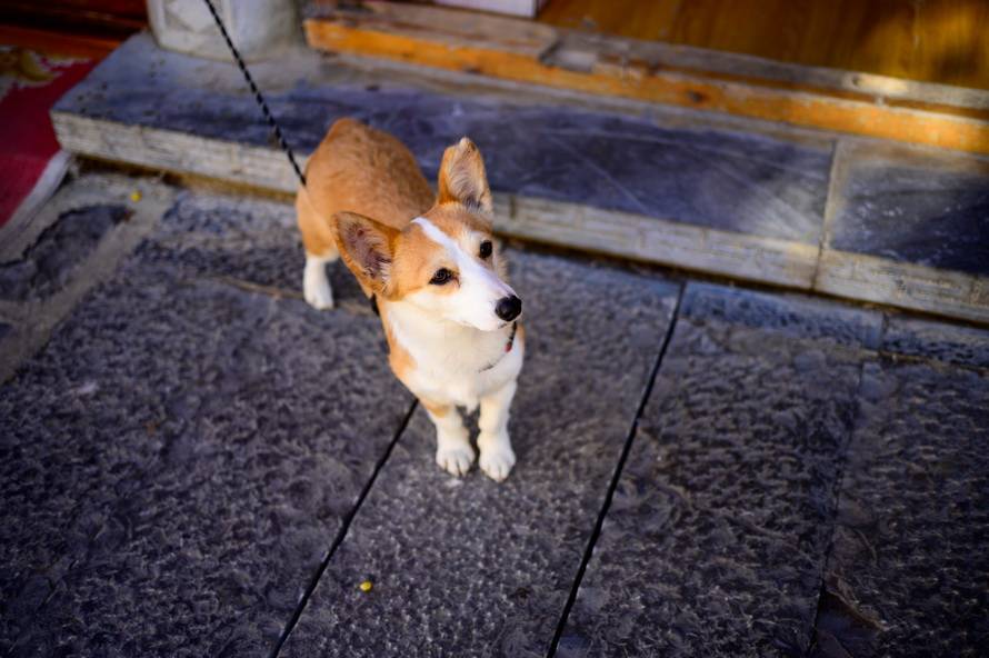 尼康Z 40mm f/2镜头评测：定义入门标头新标准