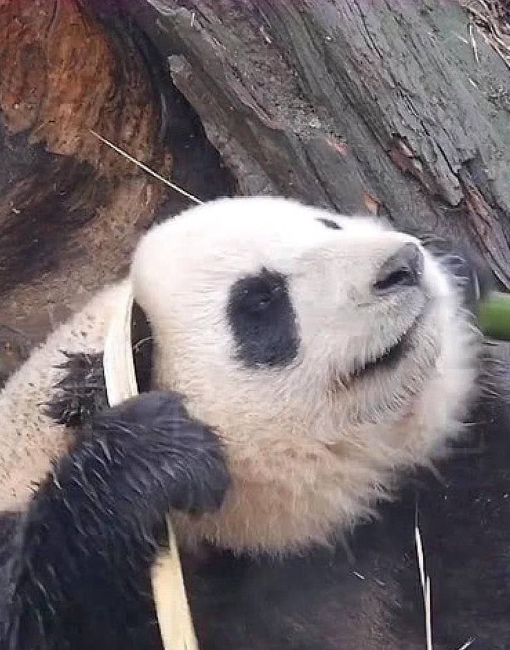 熊猫无聊到拿竹子玩，看它掰断竹子后，一副呆萌的样子真是萌翻了