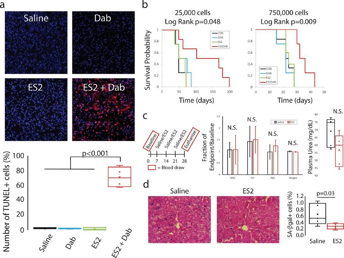 技术|用衰老杀死癌细胞？美科学家人为设计分子，使寿命延长50%
