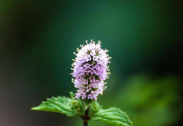 11月13日 11月日 财神庇佑 事业红火 财利双丰 横财唾手可得的3生肖 财运