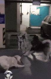 网友二哈“夫妻”生了11只娃，结果铲屎官悲剧了，一群拆迁队啊