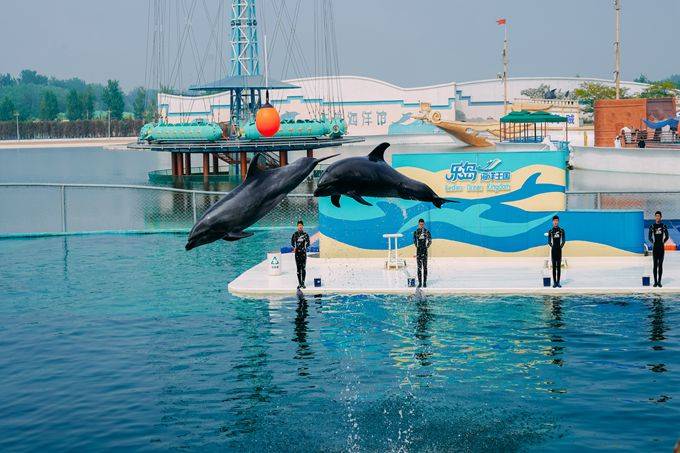 秦皇岛乐岛海洋王国惊险刺激还能科普海洋知识深受游客喜爱