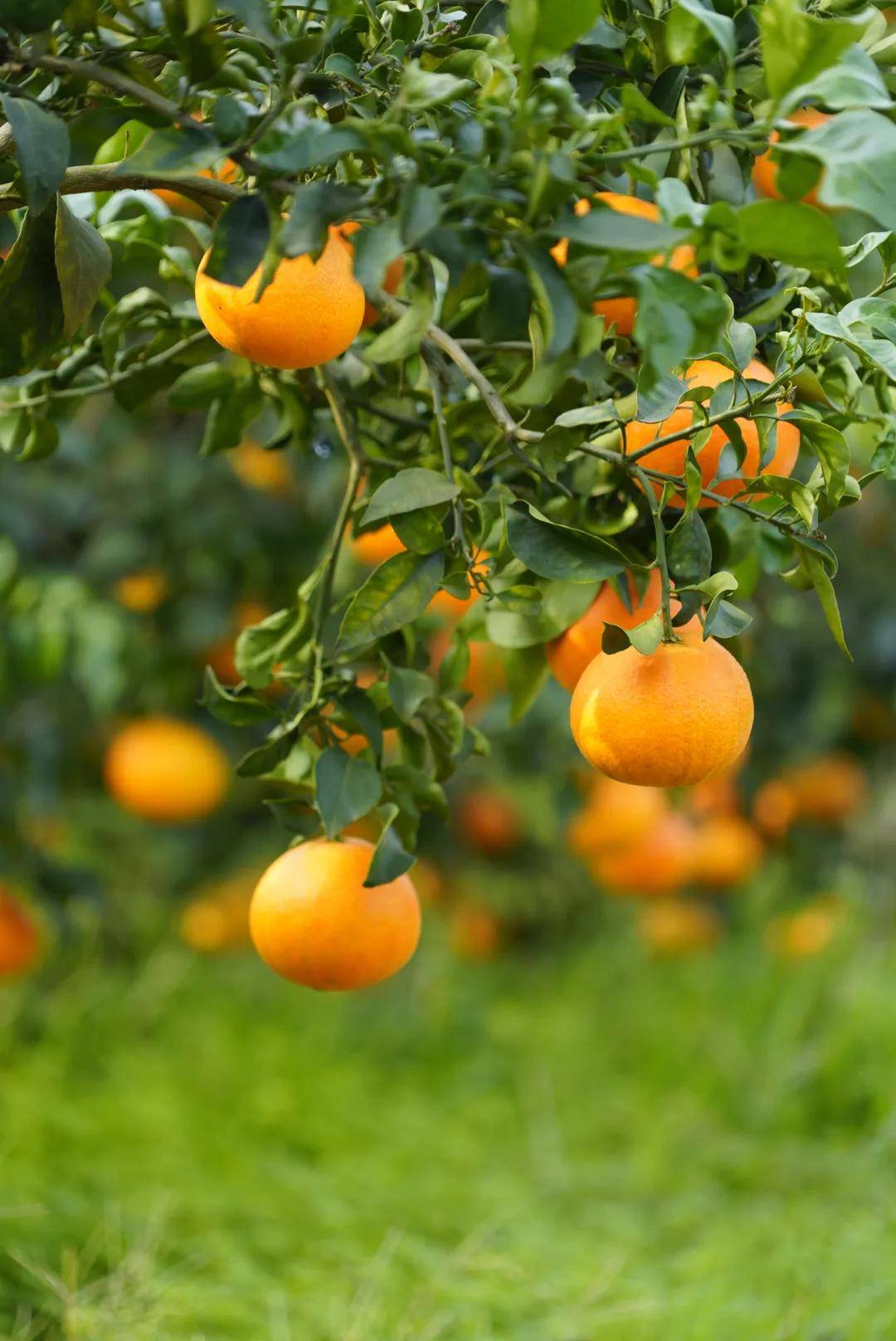 彭山的柑橘,我也就心动了999次!_黄丰镇