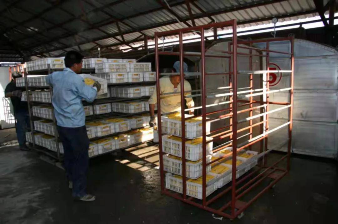 黑龙江|引领地标高质量发展 | 黑龙江糯玉米：粒粒“金黄”铺就“黄金”大道