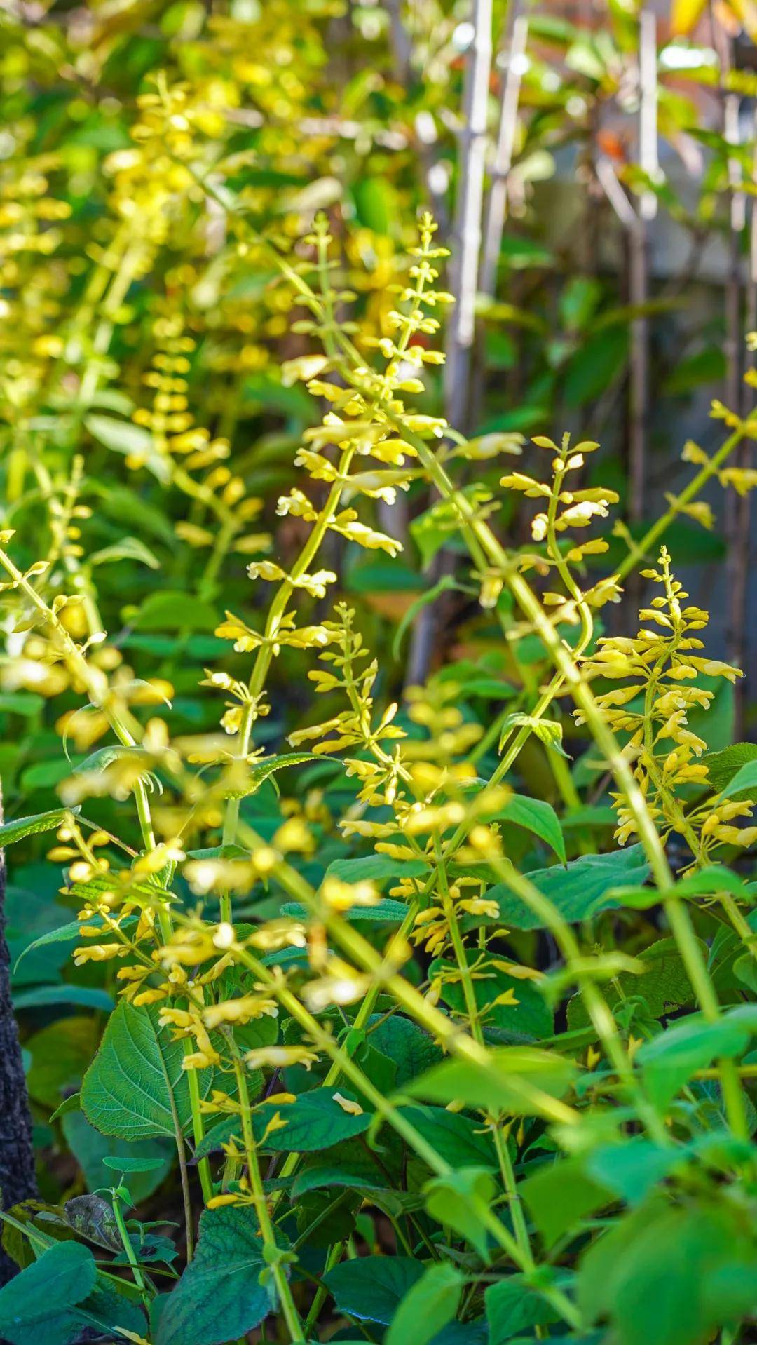 其中甜蜜黄金鼠尾草是刚刚培育的新品种,在2021世界花园大会上获得acs