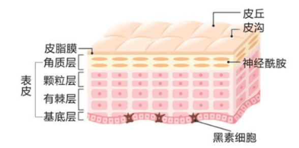 步骤水、乳、精华液、眼霜顺序怎么用？最全的护肤的正确步骤（10步）