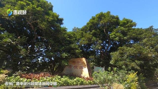 惠州古树名木数量全省第一 均建档“落户” 扫码便知身世