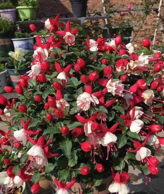 最漂亮的室内盆栽花 花似红灯笼 四季常开 栽培容易 值得拥有 海棠 全网搜