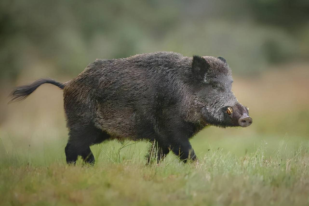 野猪对人类的生活造成了诸多影响却成了保护动物究竟为何
