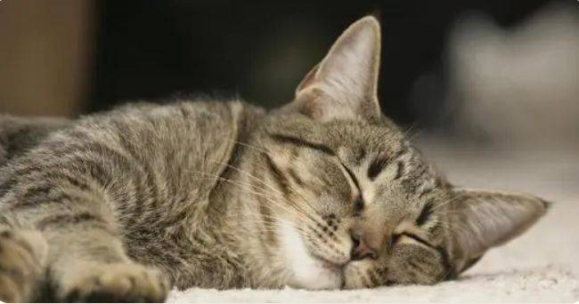 瑞萌|猫咪零食冻干推荐,猫零食品牌十大排行