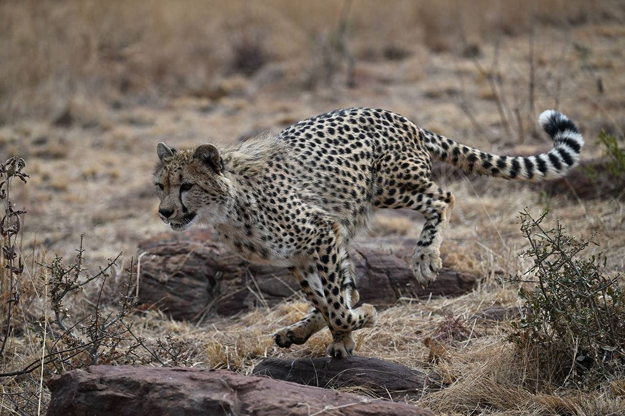 汇集领先技术 冲破创作想象 尼康Z 9开发者访谈