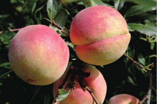 云南楚雄州武定县双十一冬桃甜到心窝里直播助农活动之在发窝乡顺利