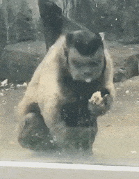 什么|搞笑GIF趣图:发现一位小女汉子,长大后还得了啊