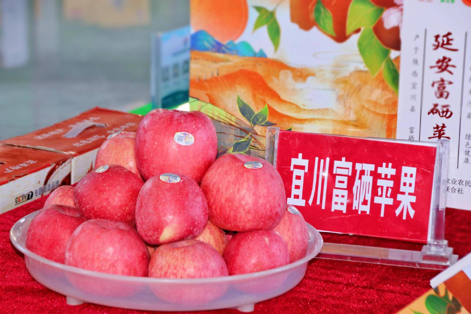 苹果最佳优生区宜川 “小苹果”成为群众增收致富的“大产业”