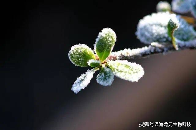 cc5002cac8344db48bdbc3a30a632525.jpeg