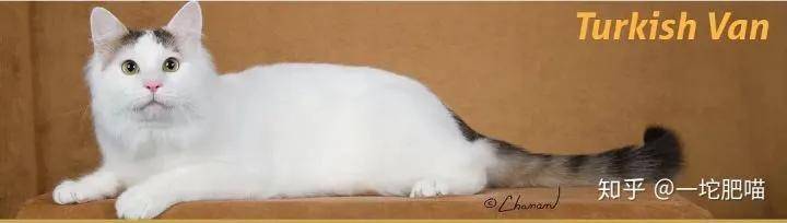 因为如何做猫舍│猫品种的选择