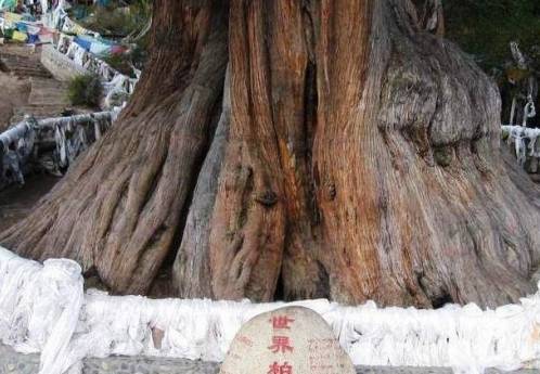 这两棵树，一棵在西藏，一棵在西安，惊艳了国人，也征服了全世界
