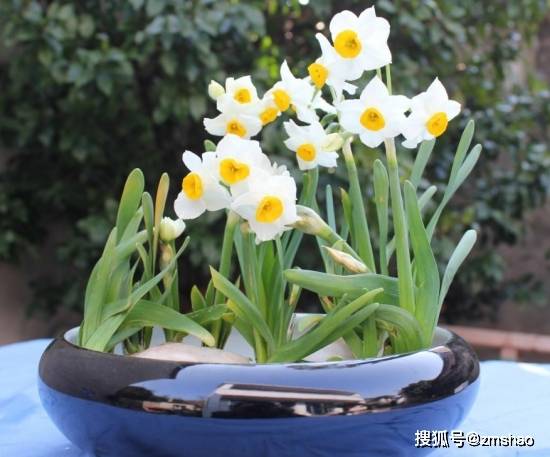 楽天ブックス: 切り花図鑑 - 花の名前、品種、花色でみつける