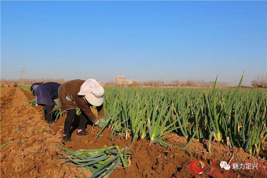 十多个工人正忙着起葱,拔葱,捆葱,装运