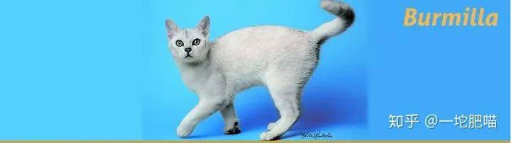 因为如何做猫舍│猫品种的选择