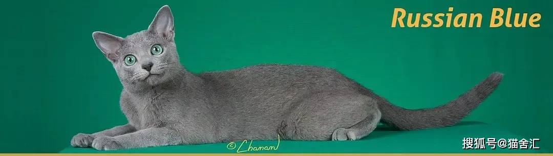 因为如何做猫舍│猫品种的选择